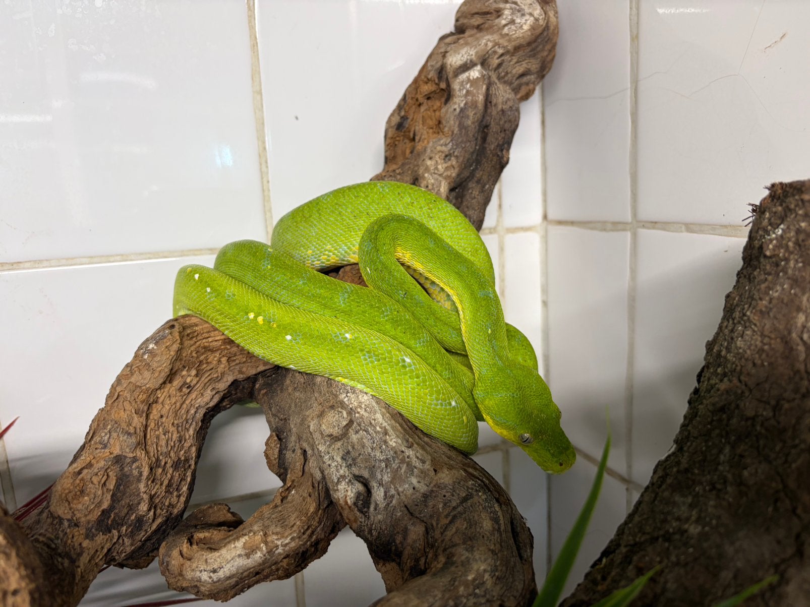 Volwassen groene boompythons, Meerdere dieren, Parkiet