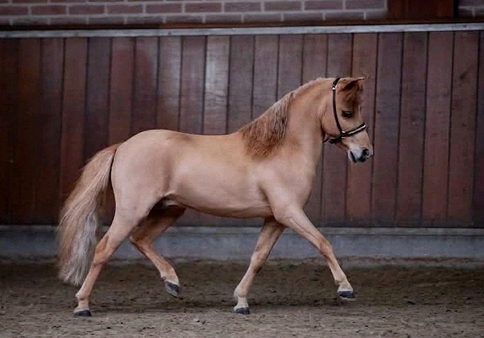 Stoere minipaard hengst, Hengst, A pony (tot 1.17m), Met stamboom, 7 tot 10 jaar