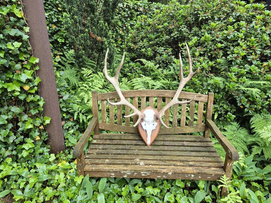 Prachtig Edelhert Gewei Jacht Hut Veluwe Mancave h51, Verzamelen, Dierenverzamelingen, Ophalen, Gebruikt, Hert, Gewei of Kop