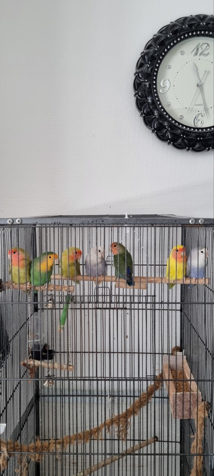 7 stuks agapornis 25 per stuk 3 Koppel en vrouw, Dieren en Toebehoren, Vogels | Parkieten en Papegaaien, Geslacht onbekend, Dwergpapegaai of Agapornis