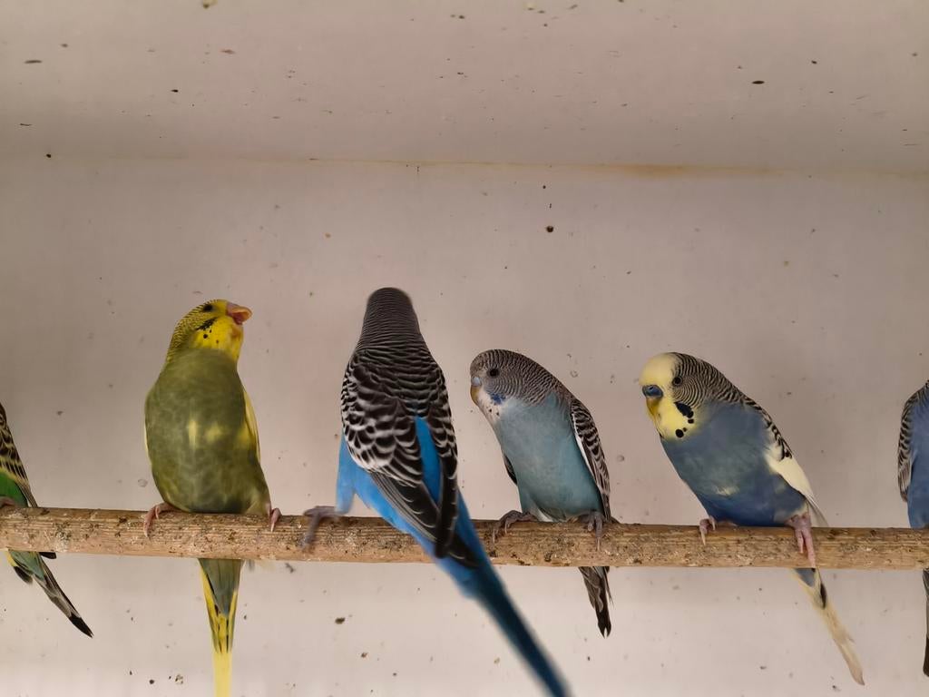 Jonge grasparkieten net zelfstandig leuk om tam te maken, Dieren en Toebehoren, Vogels | Parkieten en Papegaaien, Meerdere dieren