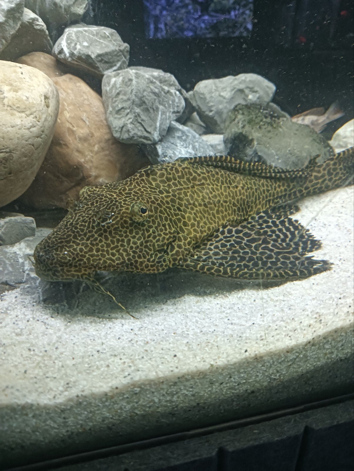 algeneter zijlvin pleco 35/40cm, Vis