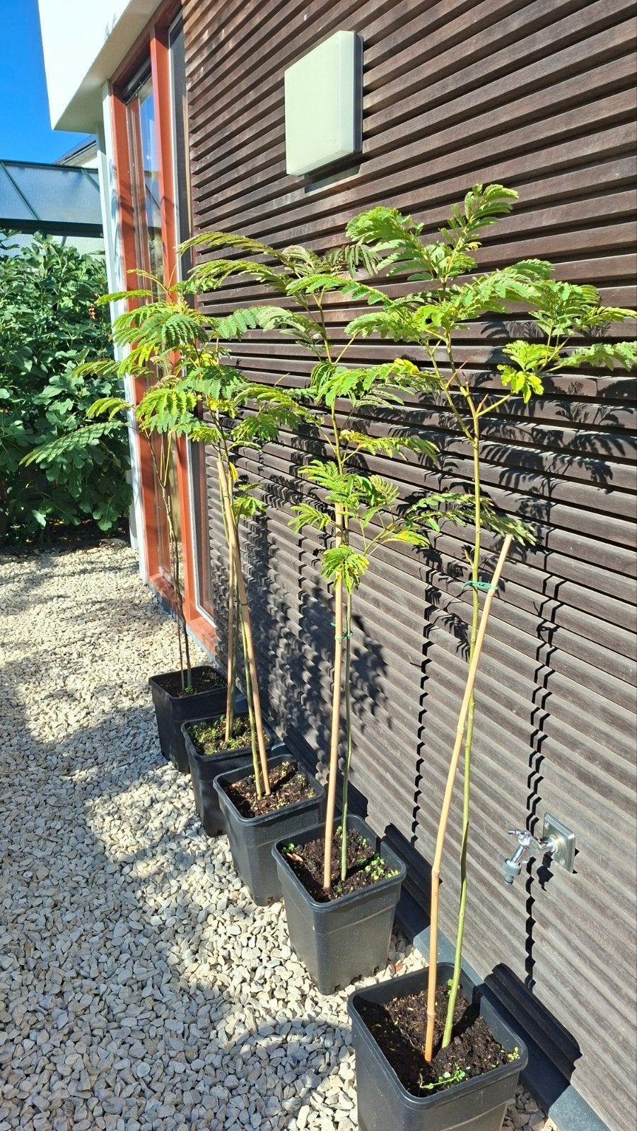Albizia Julibrissin (Perzische slaapboom), Ophalen, Overige soorten, Volle zon