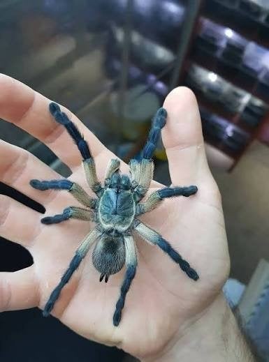Monocentropus balfouri vrouw, Dieren en Toebehoren, Insecten en Spinnen, Spin of Schorpioen