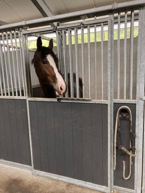 Tuigpaard / Menpaard, Merrie, Met stamboom, B, 3 tot 6 jaar