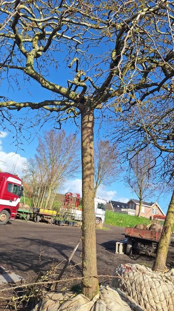 Set van 3 volwassen dakmoerbei sierbomen, Tuin en Terras, Planten | Bomen, Lente, Dakboom, 250 tot 400 cm, Ophalen