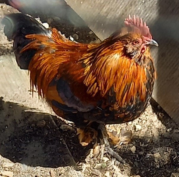 Gebaard sabelpoot kriel haantje, goudpatrijs., Dieren en Toebehoren, Pluimvee, Mannelijk, Kip