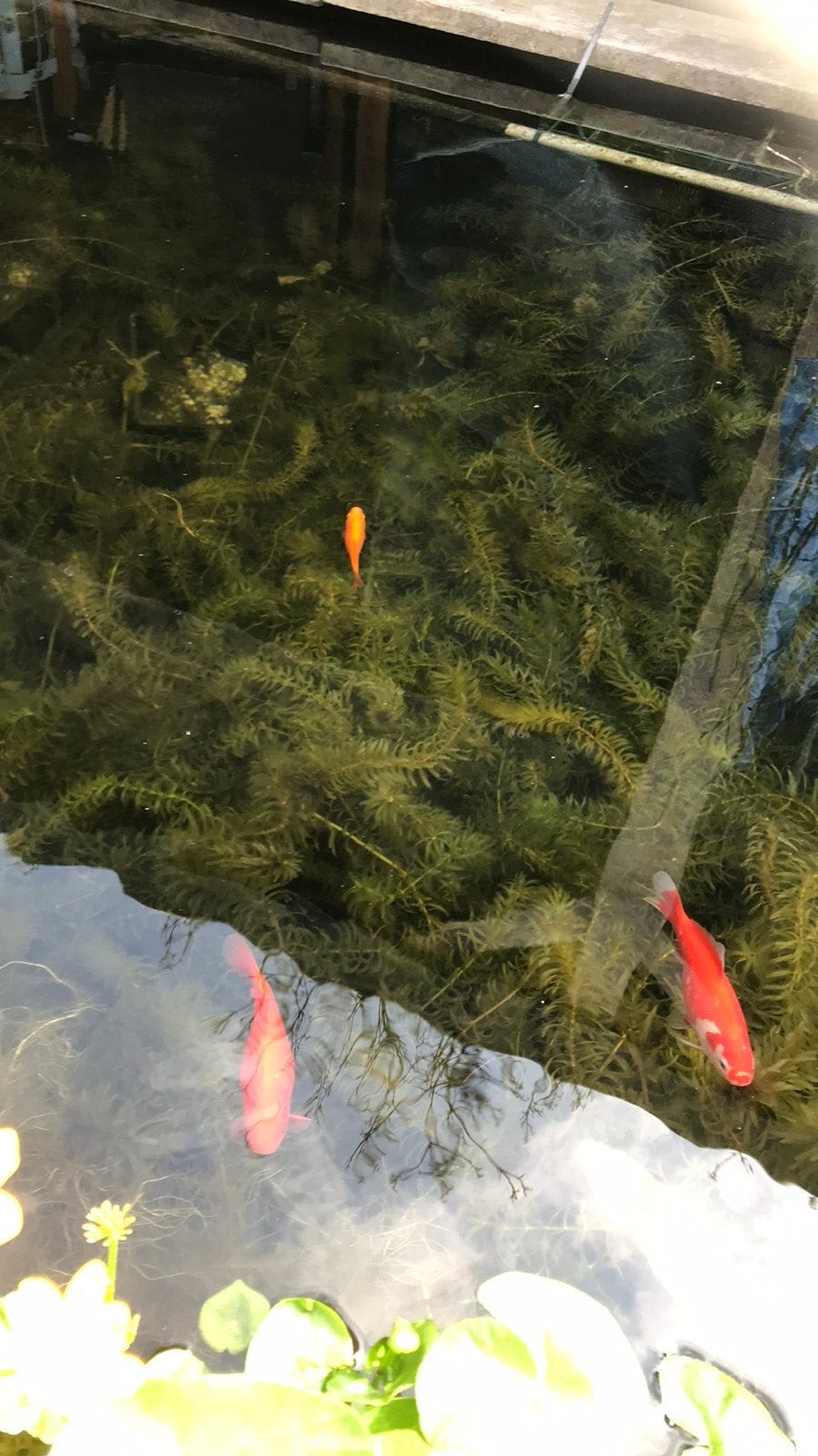Tasje vol zuurstofplanten waterpest, Tuin en Terras, Vijvers, Ophalen, Nieuw