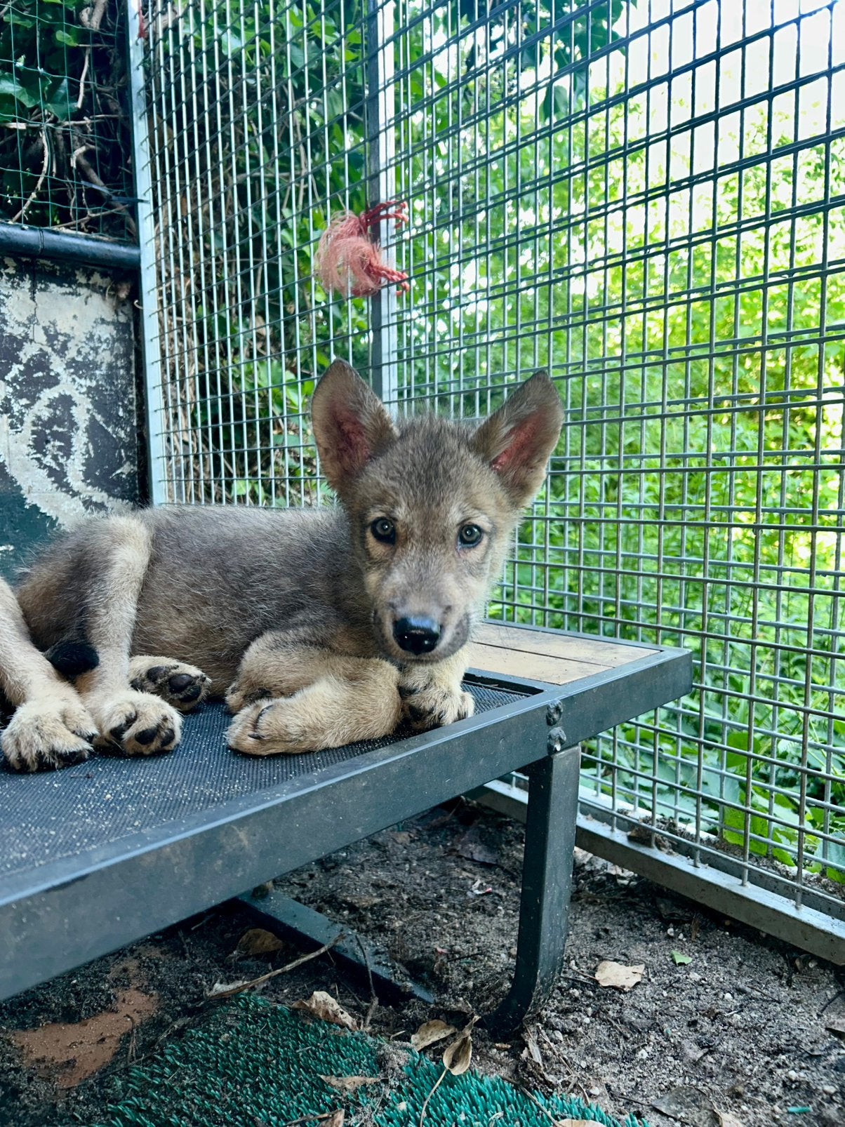 HC Amerikaanse Wolfhond Puppy Reutje, 8 tot 15 weken, Parvo, Eén hond, Nederland