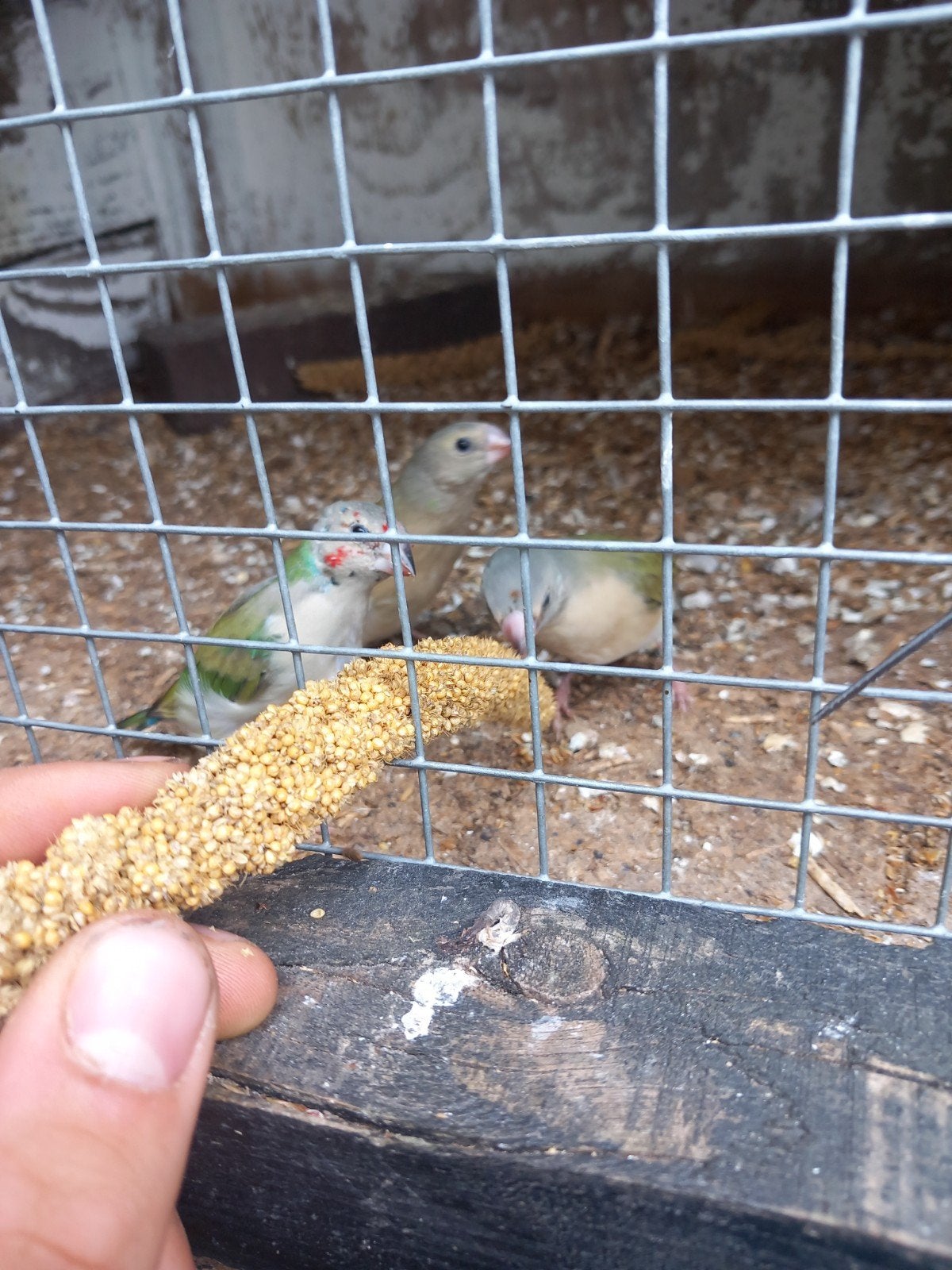 3 jonge gouldamadines, Meerdere dieren, Parkiet