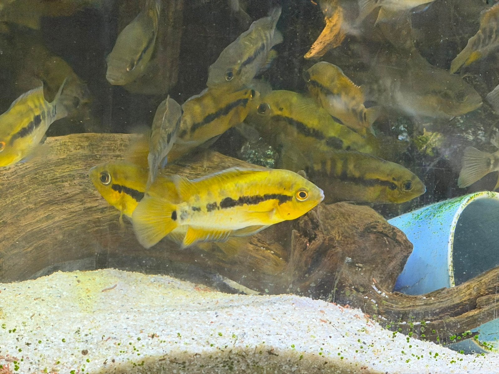 Chichliden te koop, Dieren en Toebehoren, Vissen | Aquariumvissen, Vis, Zoetwatervis