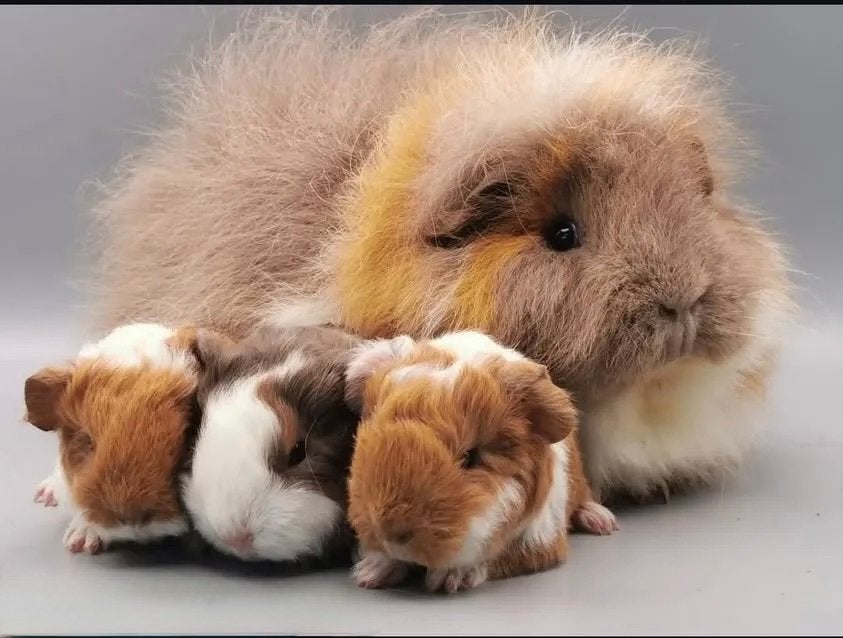 GEZOCHT: Langharige cavia's (liefst uit één nestje), Dieren en Toebehoren, Oktober, Meerdere dieren, Cavia