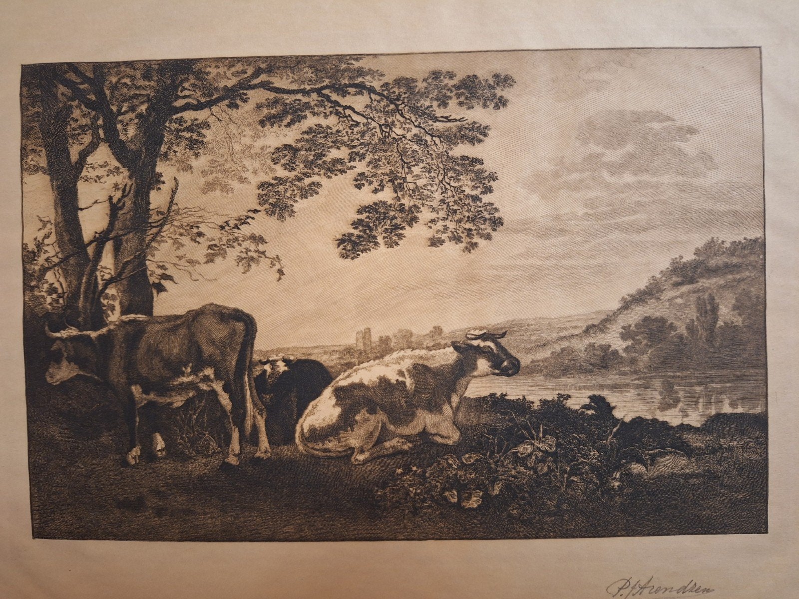 Ets Koeien door P.J. Arendzen, Ets, Ophalen of Verzenden, Flora en Fauna, Origineel