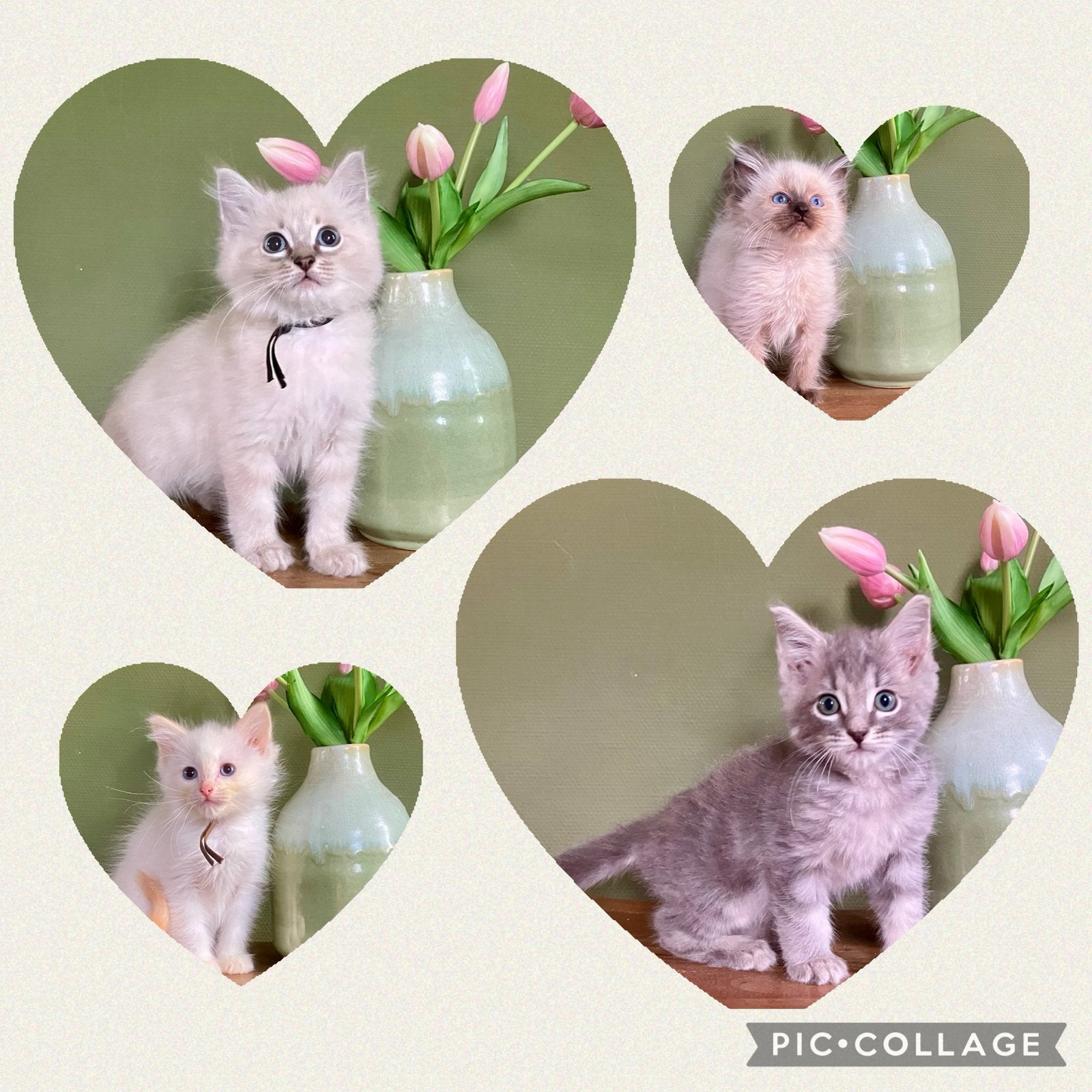 Schattige ragdoll kittens incl enting/chip/paspoort, Meerdere dieren, Gechipt, 0 tot 2 jaar