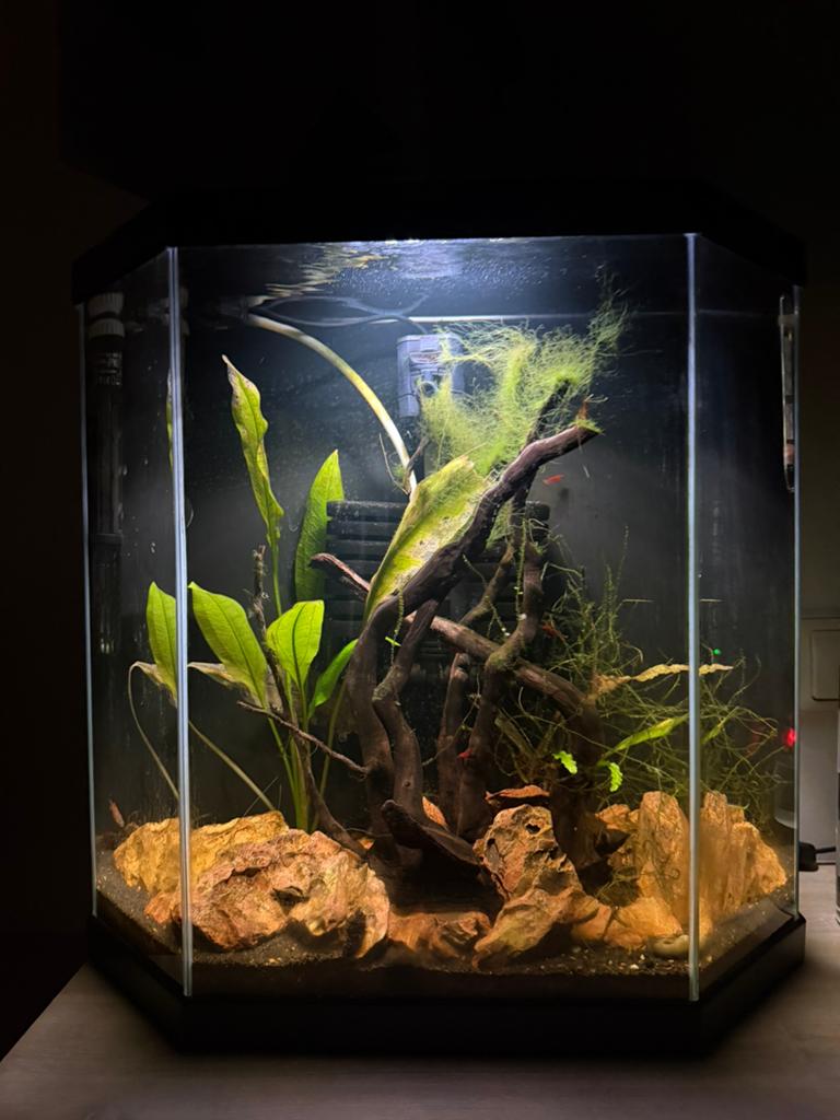 Ciano Aquarium Aqua 30 LED Zwart 25L met Red Cherry Garnalen, Dieren en Toebehoren, Ophalen, Inclusief vissen, Zo goed als nieuw