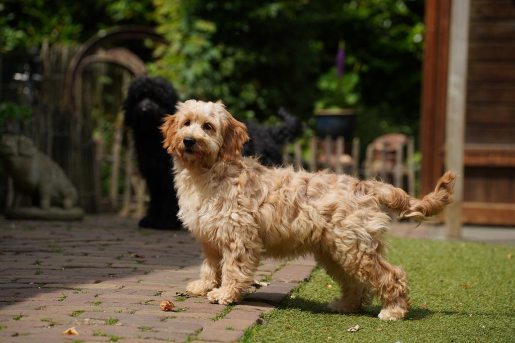Mini Labradoodle pups | Dwergpoedel x Mini Labradoodle, Dieren en Toebehoren, Honden | Retrievers, Spaniëls en Waterhonden, Parvo