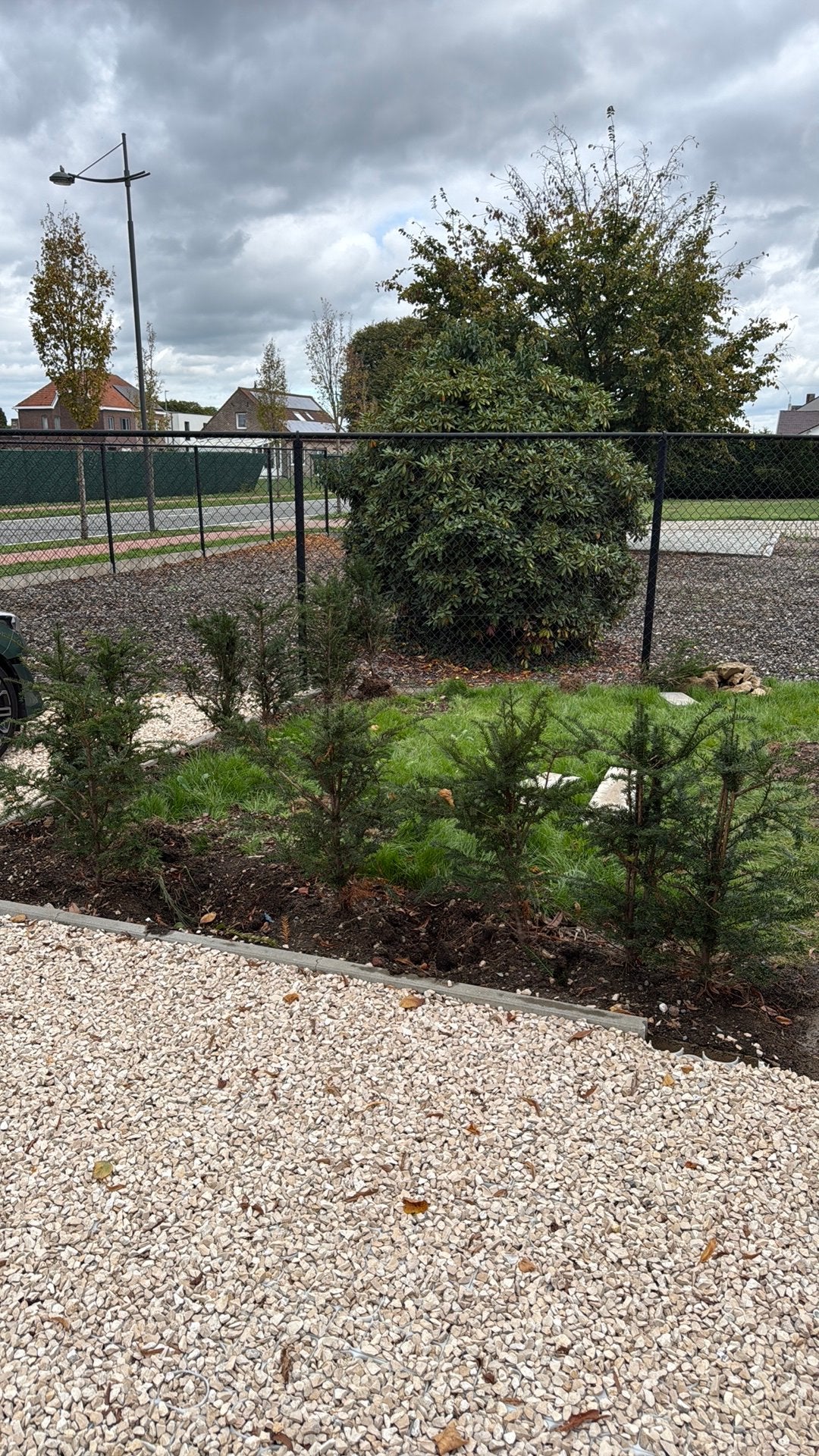 Taxus haagje Gratis, Ophalen, Taxus, Minder dan 100 cm