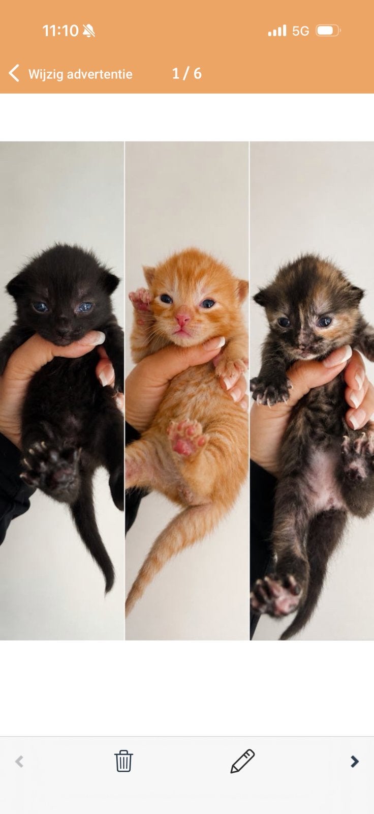 Nog   1 zwarte  Kitten, Meerdere dieren