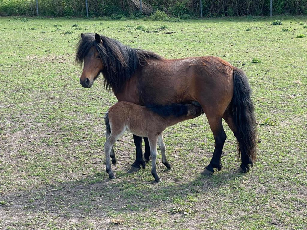 Stermerrie met merrie veulen, Dieren en Toebehoren, Pony's, Merrie, Met stamboom
