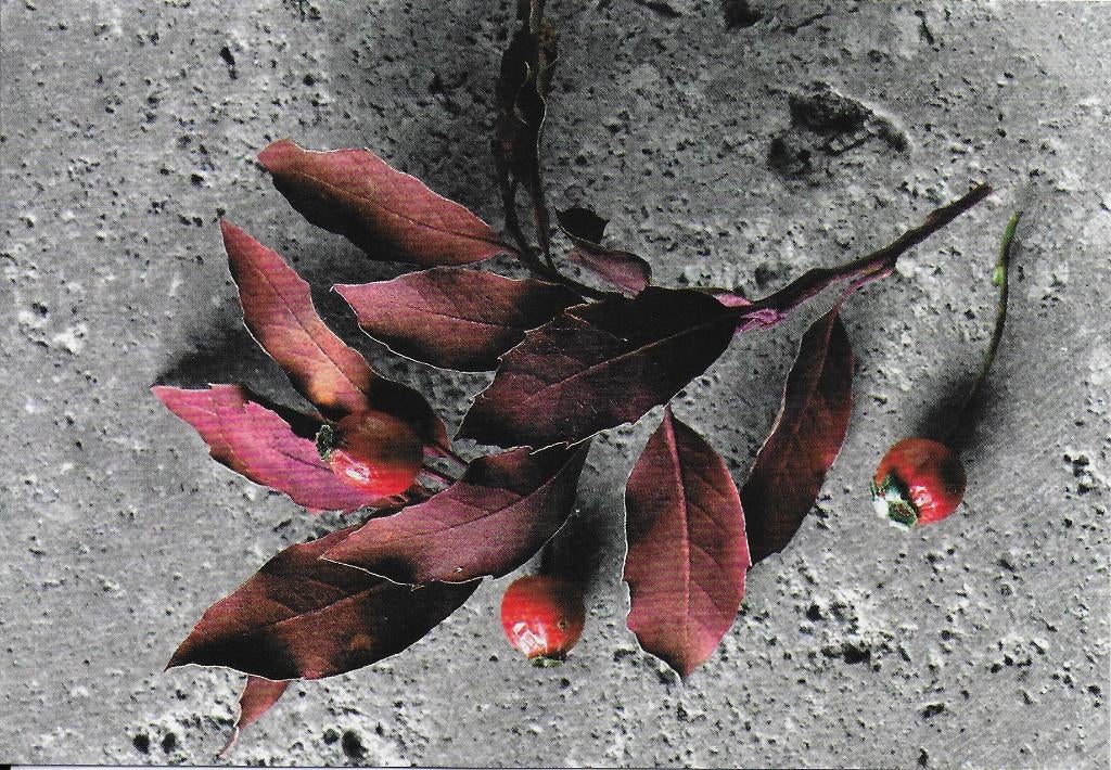 Ongelopen Ansichtkaart Crataegus Persimilis Meidoorn B4016, Ophalen of Verzenden, 1980 tot heden, Ongelopen