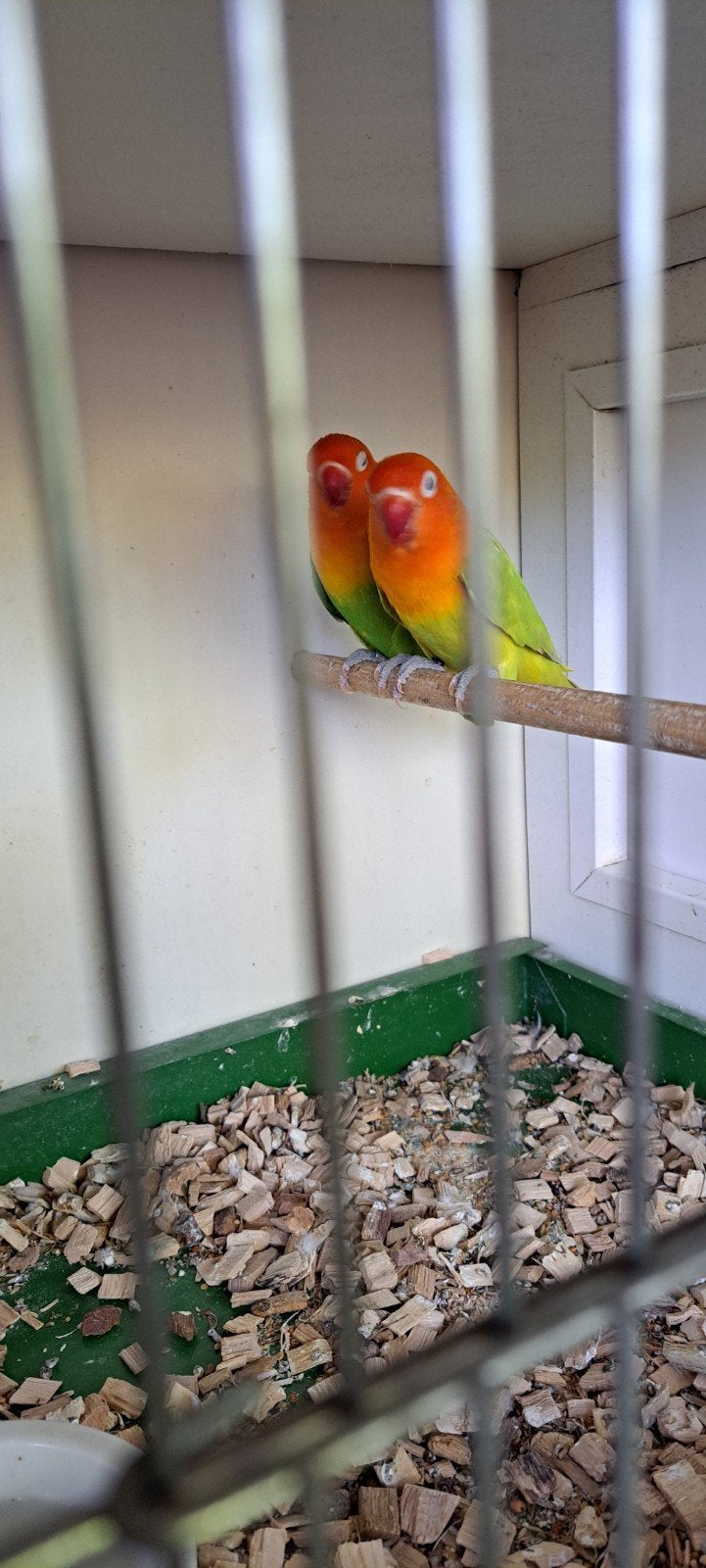 Agapornis Ficheri Opaline/ lutx Opaline Dilute/lut, Dieren en Toebehoren