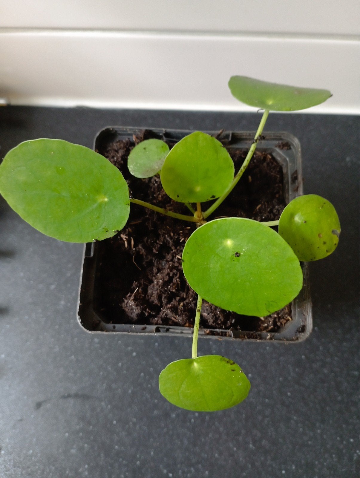 pannekoek planten ., Ophalen of Verzenden