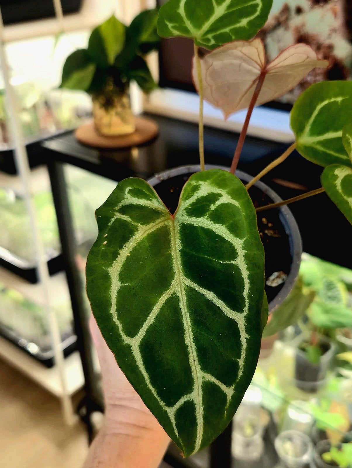 Anthurium Crystallinum x Red Spider x Forgetii Dark Form, Verzenden, Halfschaduw, Minder dan 100 cm