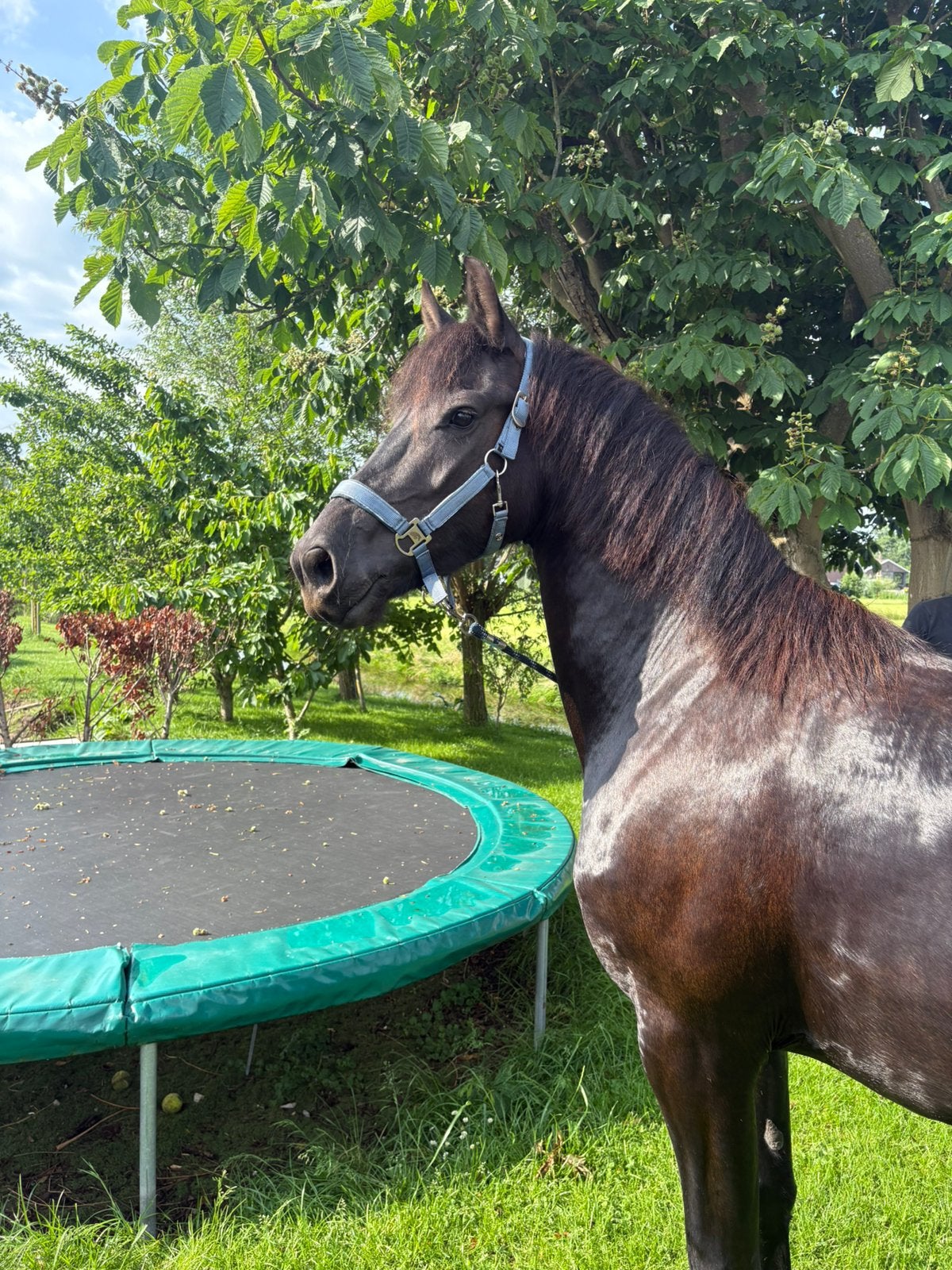 Friese paarden volpapier, Dieren en Toebehoren, Merrie, Recreatiepaard