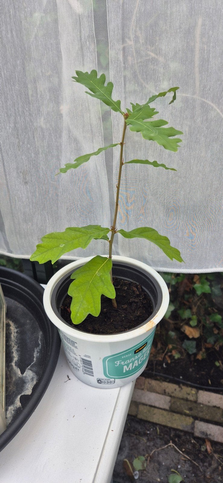 Leuke kleine eik, Halfschaduw, Overige soorten, Minder dan 100 cm, Ophalen
