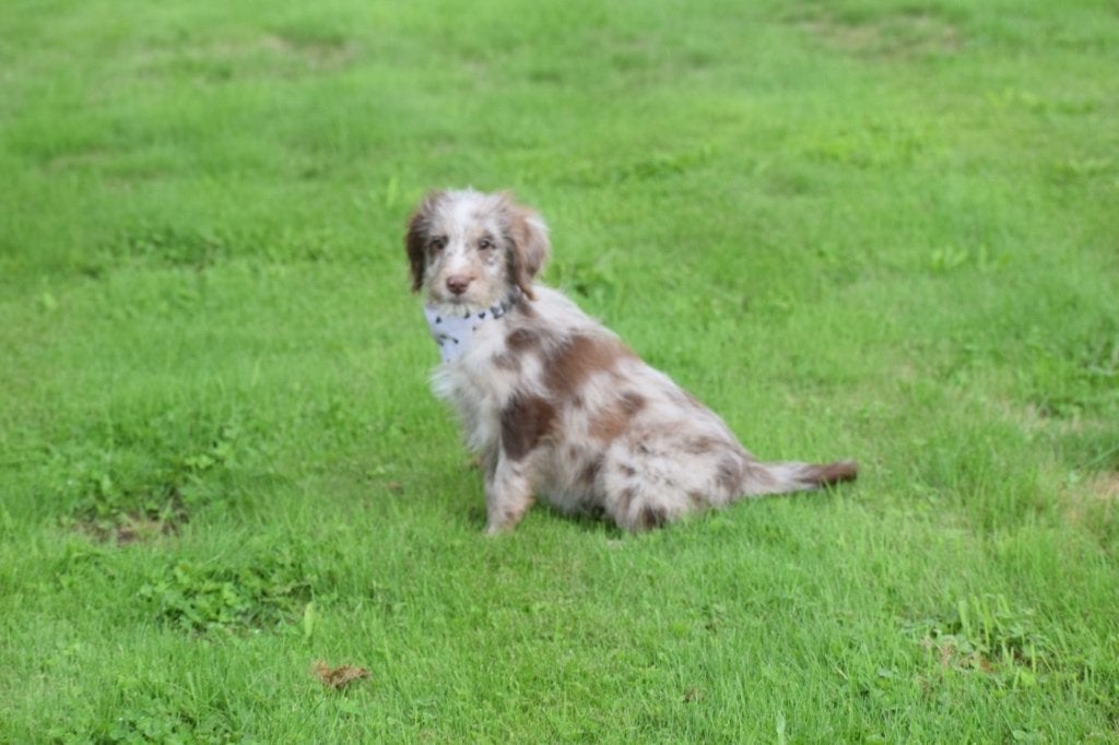 Aussidoodle pups kruising poedel, België, 15 weken tot 1 jaar, Meerdere, Meerdere dieren