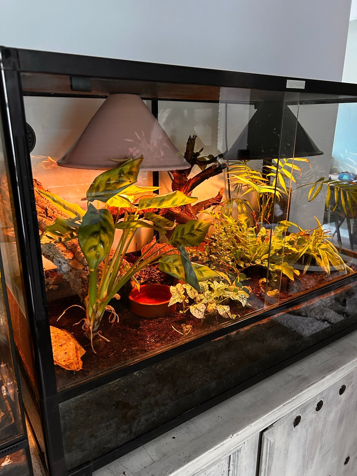 Compleet ingericht terrarium alles op de foto’s inbegrepen, Dieren en Toebehoren, Hagedis, Met terrarium, 3 tot 6 jaar