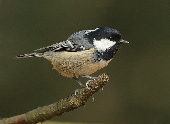 Wildzangvogels parkieten Papagaai tropische vogels gevraagd, Meerdere dieren