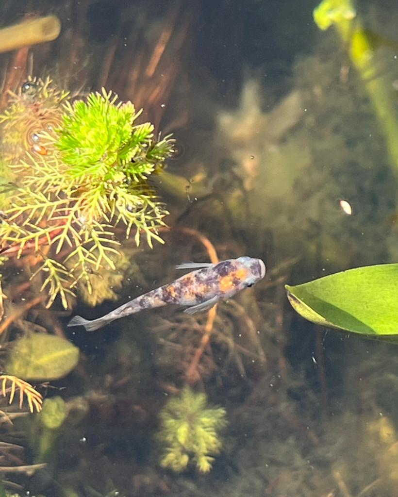 Medaka eitjes tricolor, Dieren en Toebehoren, Vissen | Aquariumvissen, Vis