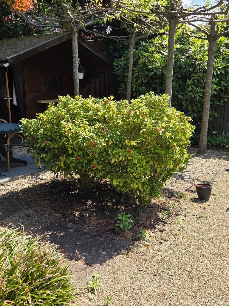 2xSkimmia japonica grote struik met rode bessen, Volle zon, Vaste plant, Zomer, Ophalen