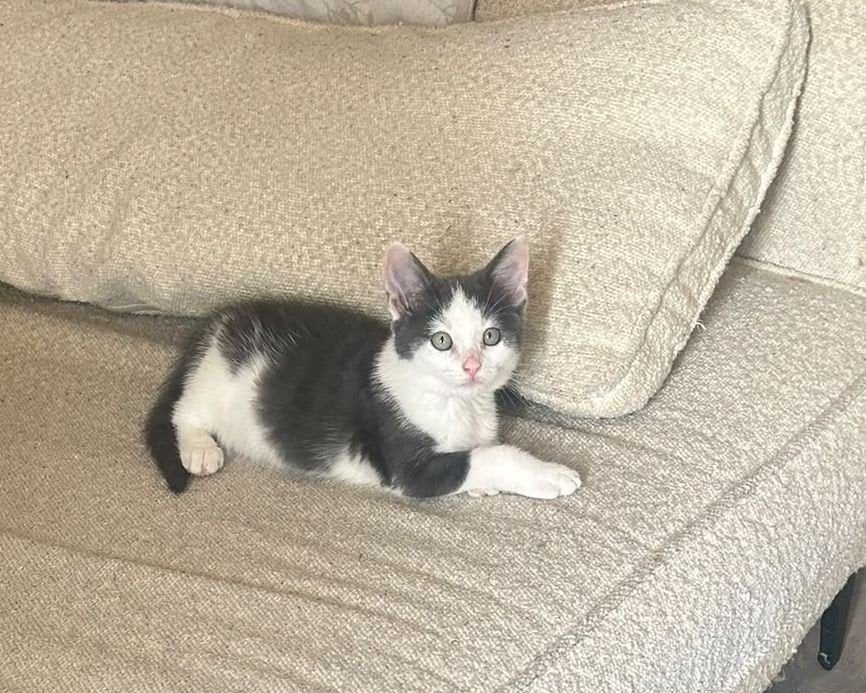 kruising Ragdoll kitten muisgrijs met wit (blauw), Dieren en Toebehoren, Poes, Kortharig, 0 tot 2 jaar