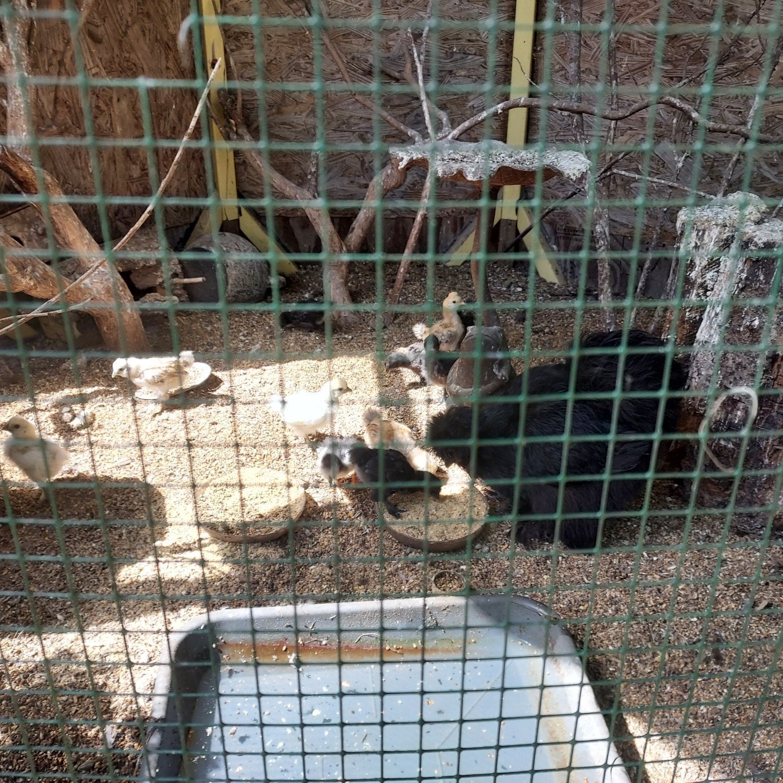 Kuikens en kippen zijdehoen mix, Meerdere dieren, Kip
