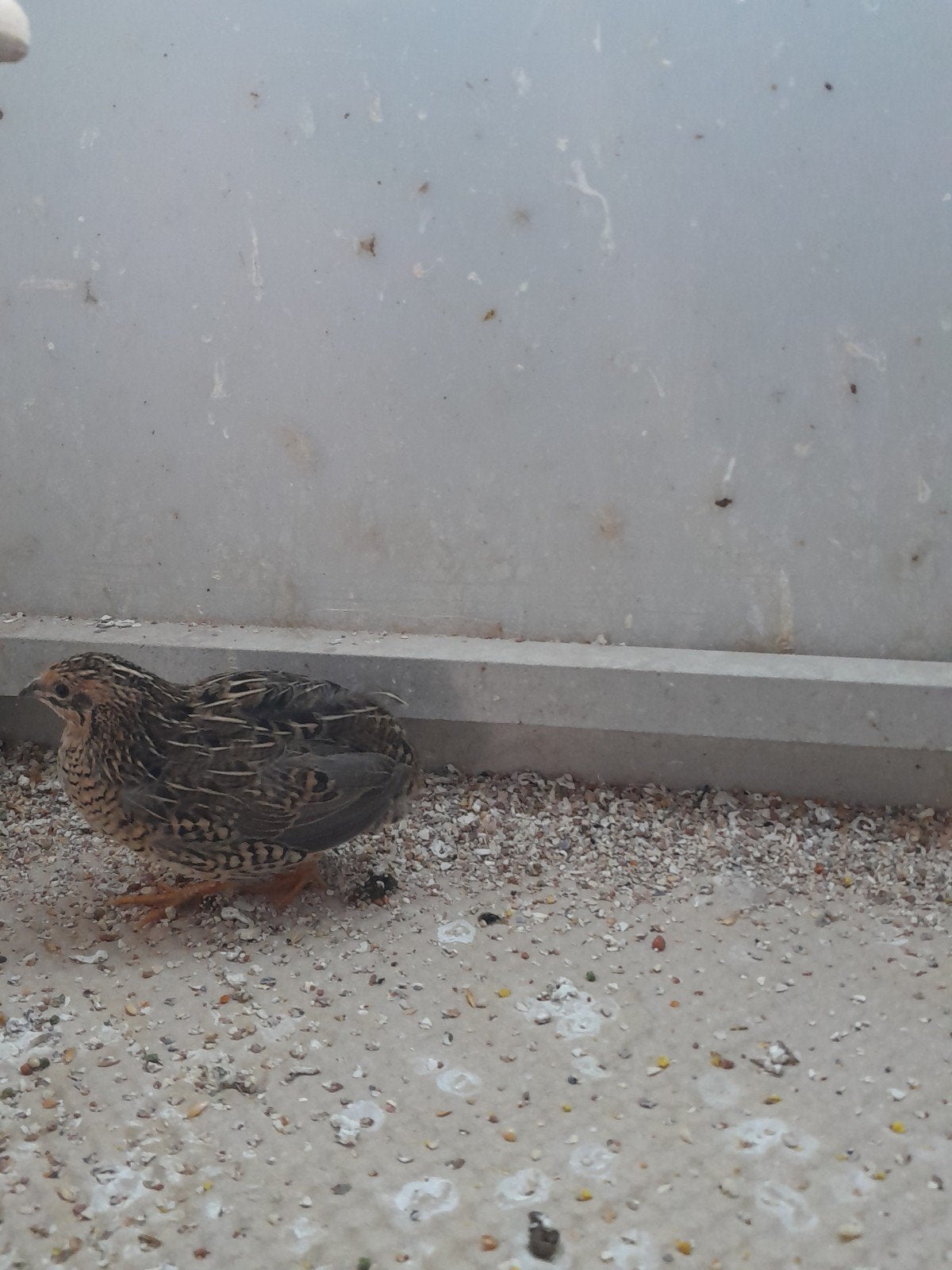 Chinese dwergkwartel, Dieren en Toebehoren, Meerdere dieren