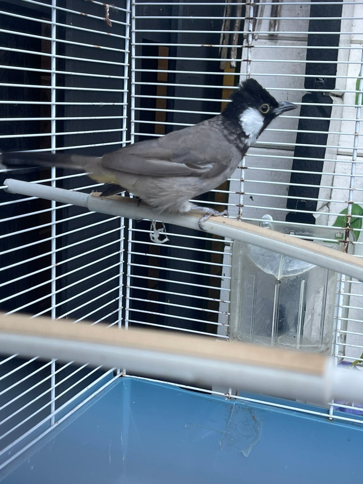 Buulbuul witoorbuulbuul bulbul pop, Vrouwelijk, Geringd