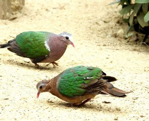 GROENVLEUGELDUIVEN, Dieren en Toebehoren, Vogels | Duiven, Meerdere dieren, Overige soorten