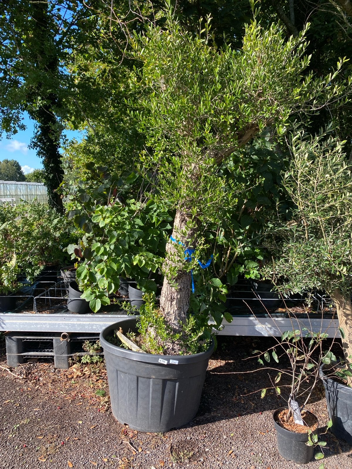 Oude olijfboom - Prachtige Mediterrane sfeer, Tuin en Terras, Volle zon, Vaste plant, Bloeit niet, Ophalen