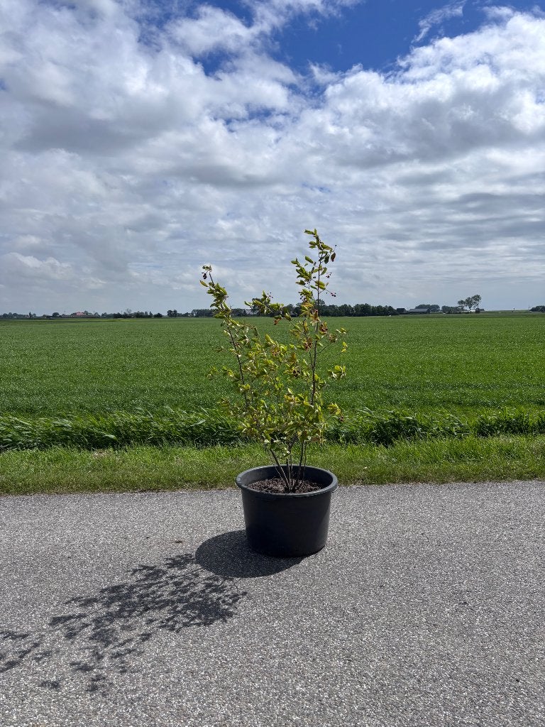 Krentenboom meerstammig, Tuin en Terras, Overige soorten, Lente, 100 tot 250 cm, Ophalen