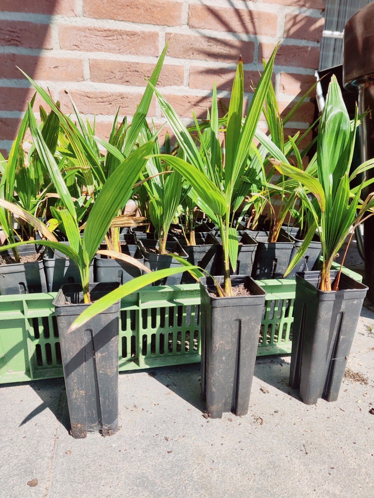 Trachycarpus Fortunei: Zaden, Mini- en Kleine Palmpjes, Ophalen