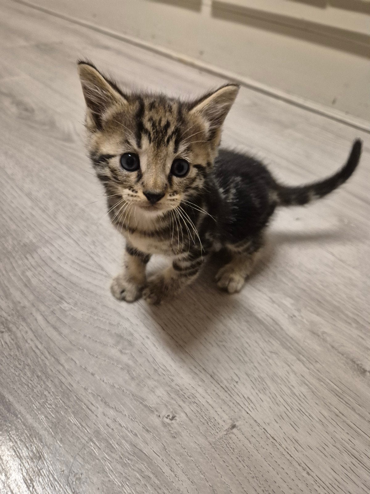 kittens, Dieren en Toebehoren, Kater, 0 tot 2 jaar