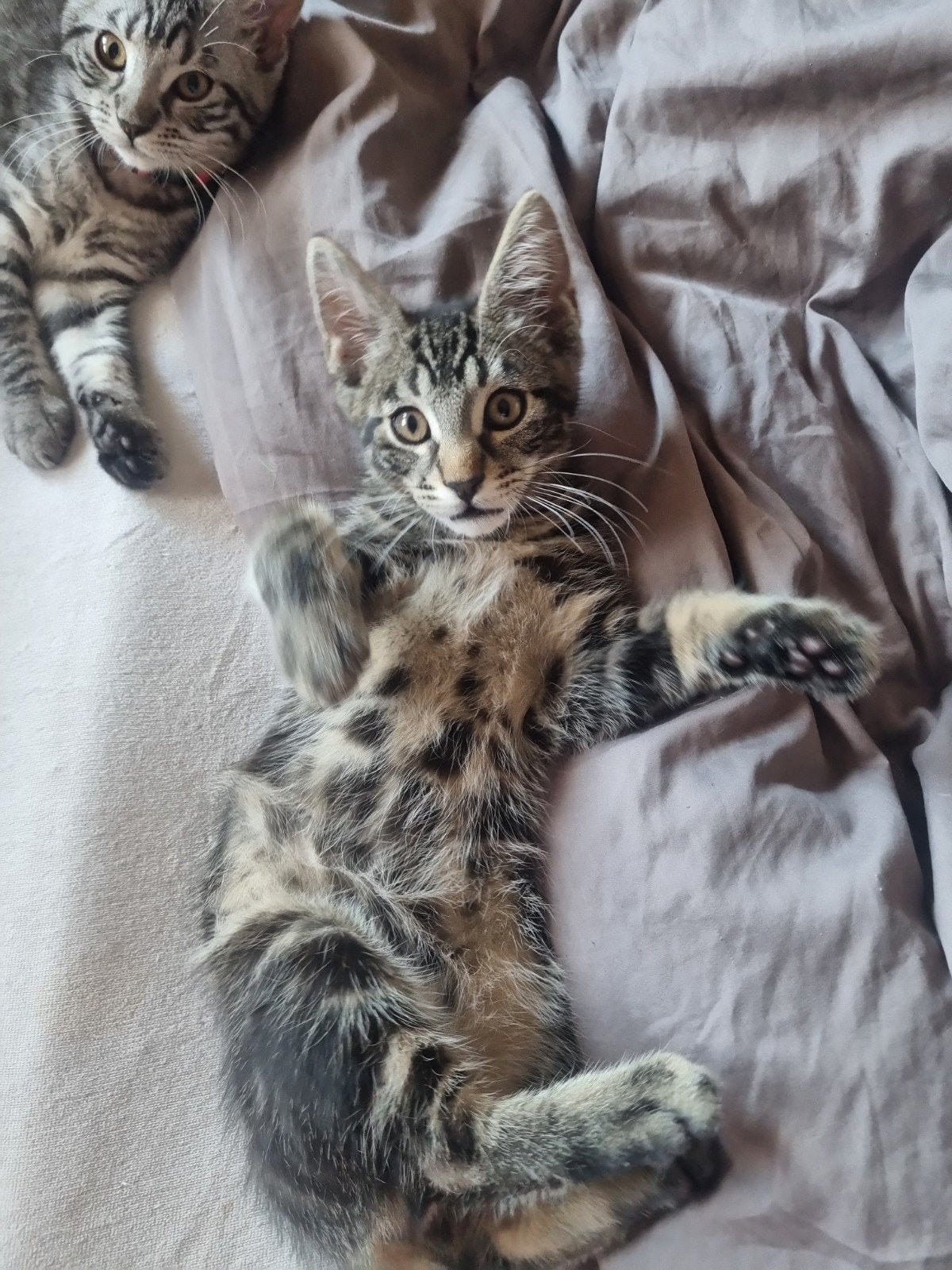 Maine Coon x Bengaal silver tabby, Meerdere dieren, Gechipt, 0 tot 2 jaar