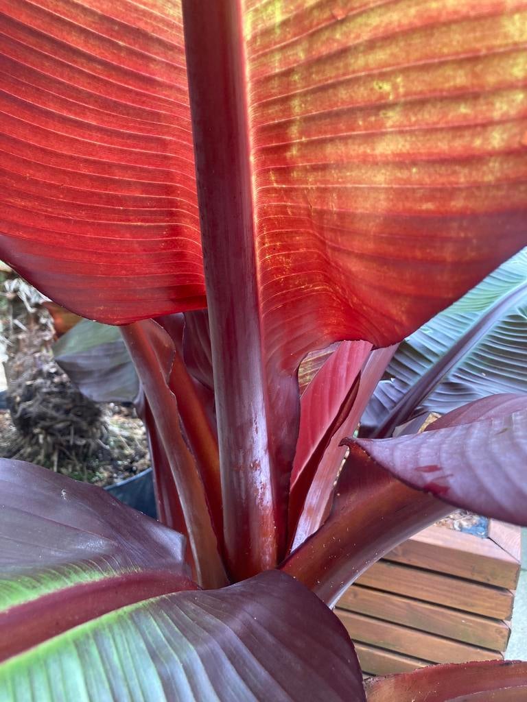 Ensete Maurelli (Ethiopische banaan), Ophalen of Verzenden, Halfschaduw, Overige soorten