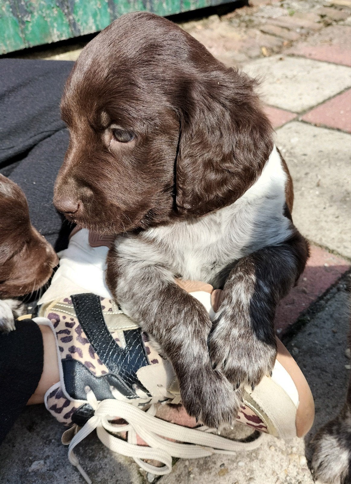 raszuivere heidewachtel pups, 8 tot 15 weken, Meerdere dieren, Eén hond, Nederland