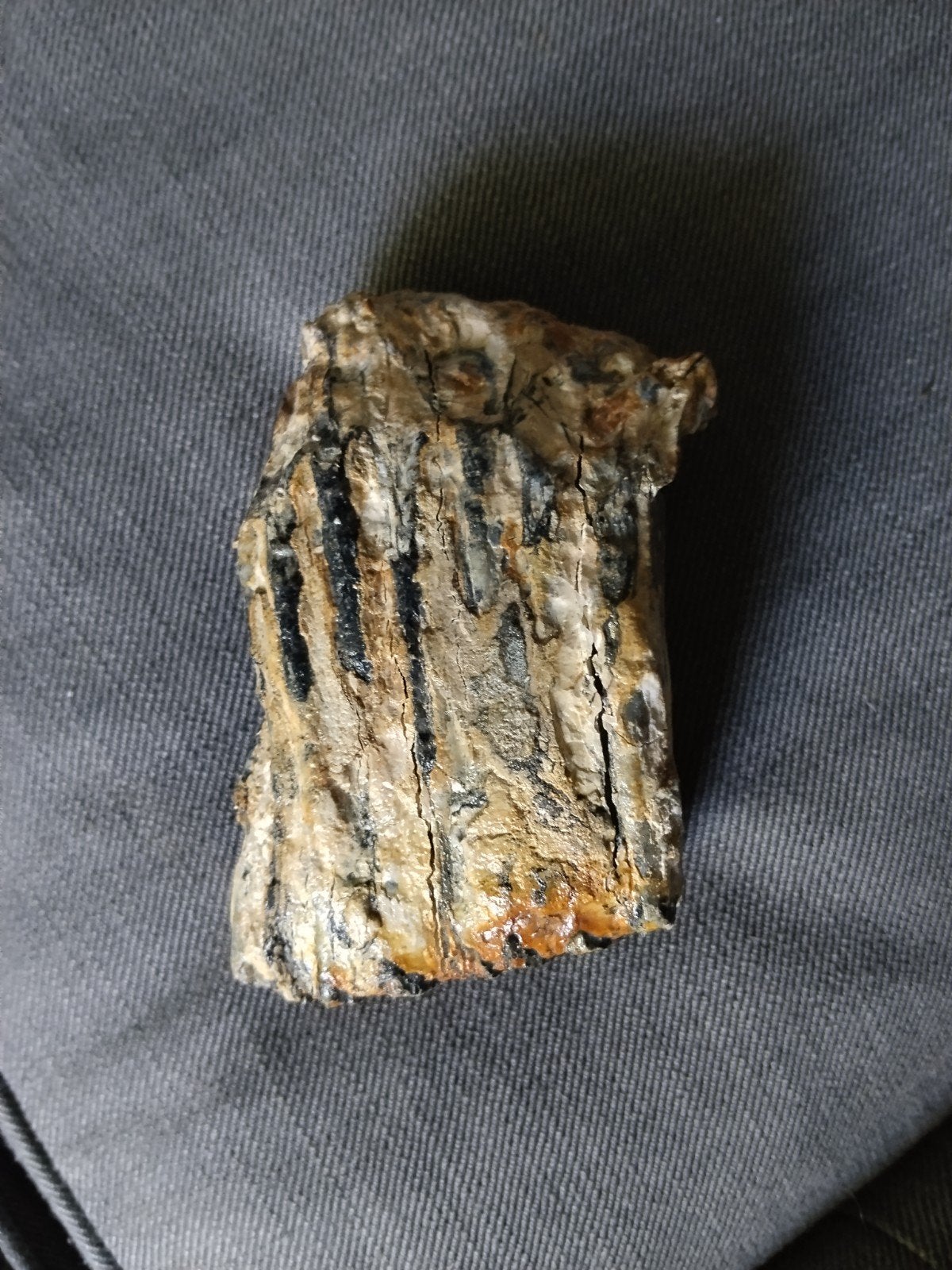 Mammoet kies fragment - Wolharige Mammoet, Verzamelen, Mineralen en Fossielen, Ophalen of Verzenden, Fossiel