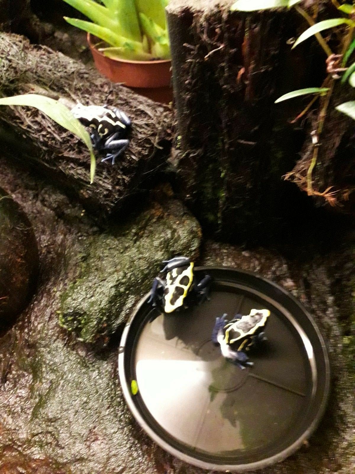 Te  koop nakweek Dendrobatus Tinctorius nom, 0 tot 2 jaar