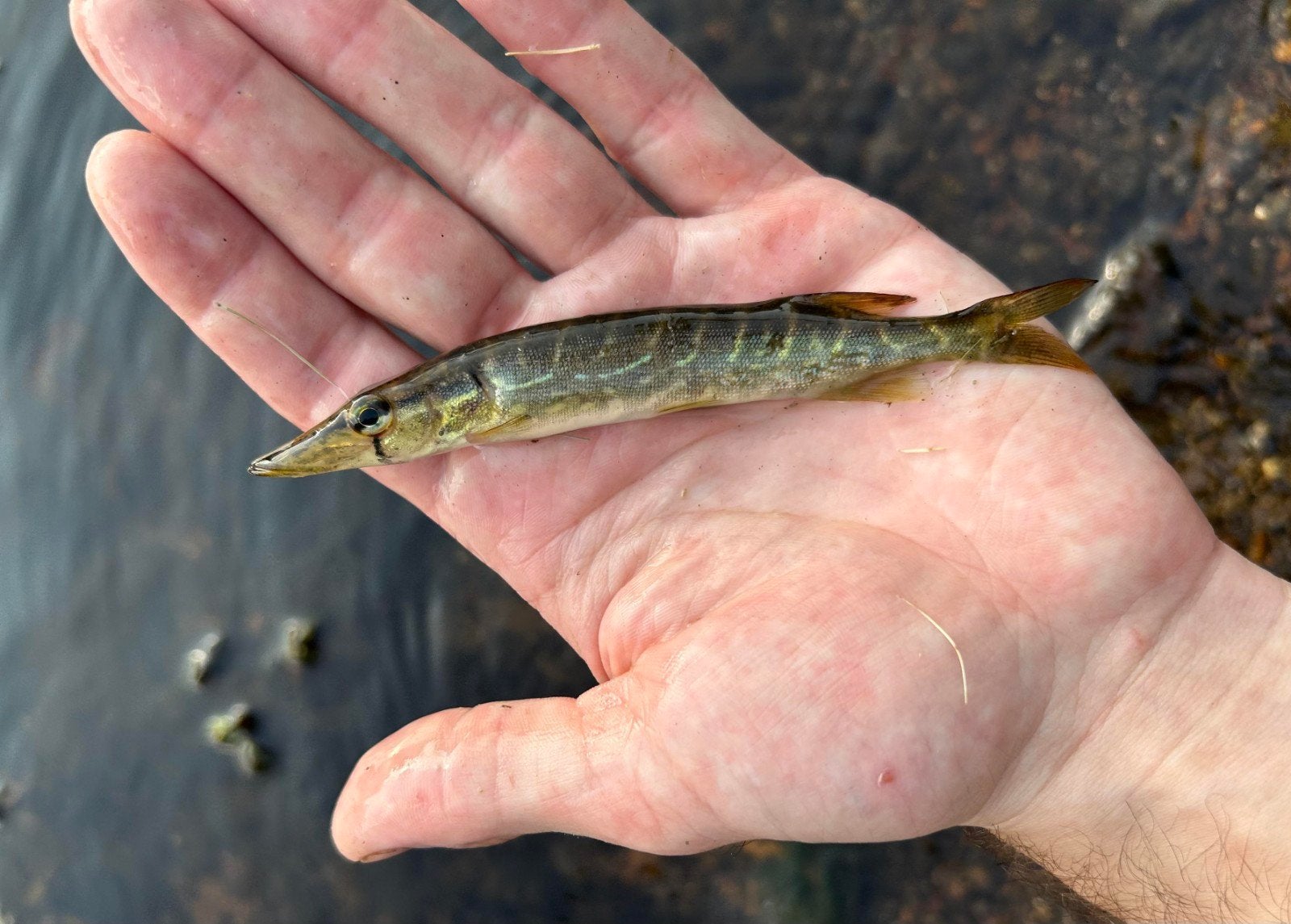 Gezocht baby snoek! (Dit is voor een project)!, Dieren en Toebehoren, Karper of Koi