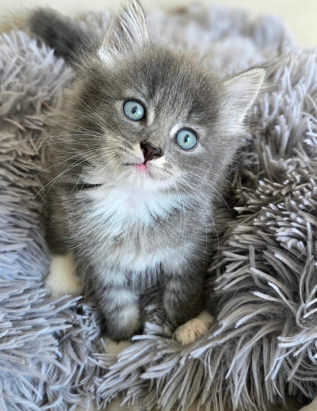 Super mooi nestje kittens, Dieren en Toebehoren, Katten en Kittens | Overige Katten, Meerdere dieren
